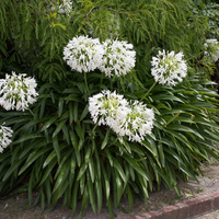 Agapanthus africanus