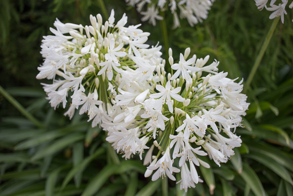 Agapanthus Afric Iplantz Agapanthus Afric Iplantz