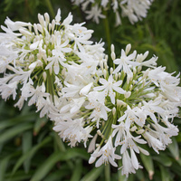 Agapanthus africanus
