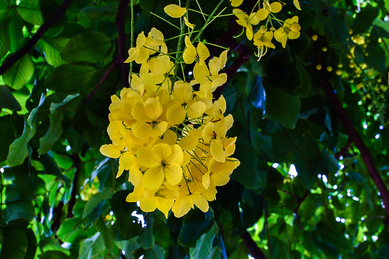 Golden Shower Tree (cassia fistula) – Urban Tropicals