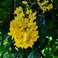 Cassia fistula