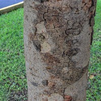 Cassia fistula