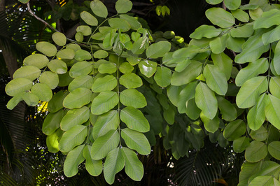 Cassia fistula