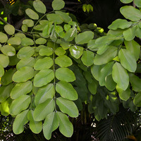 Shower of gold