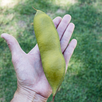Moreton Bay chestnut