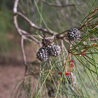 Casuarina glauca