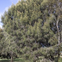 Casuarina glauca