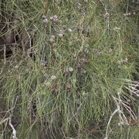Casuarina glauca