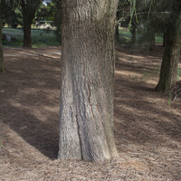 Casuarina glauca