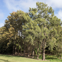 Casuarina glauca / IPlantz