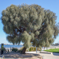 Casuarina glauca