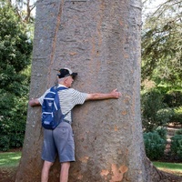 Agathis robusta