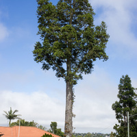 Agathis robusta