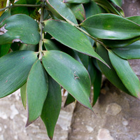 Agathis robusta