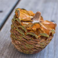 Agathis robusta