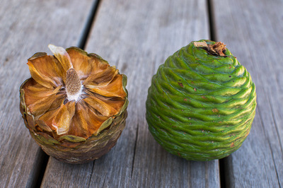 Agathis robusta