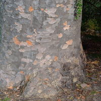 Agathis robusta