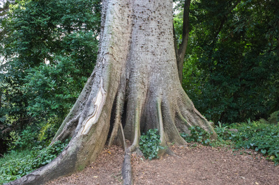 Ceiba pentandra