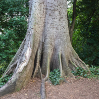Kapok