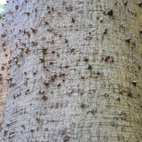 Ceiba pentandra