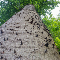 Ceiba pentandra