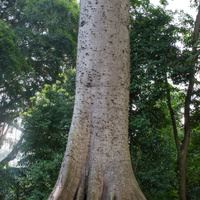 Ceiba pentandra