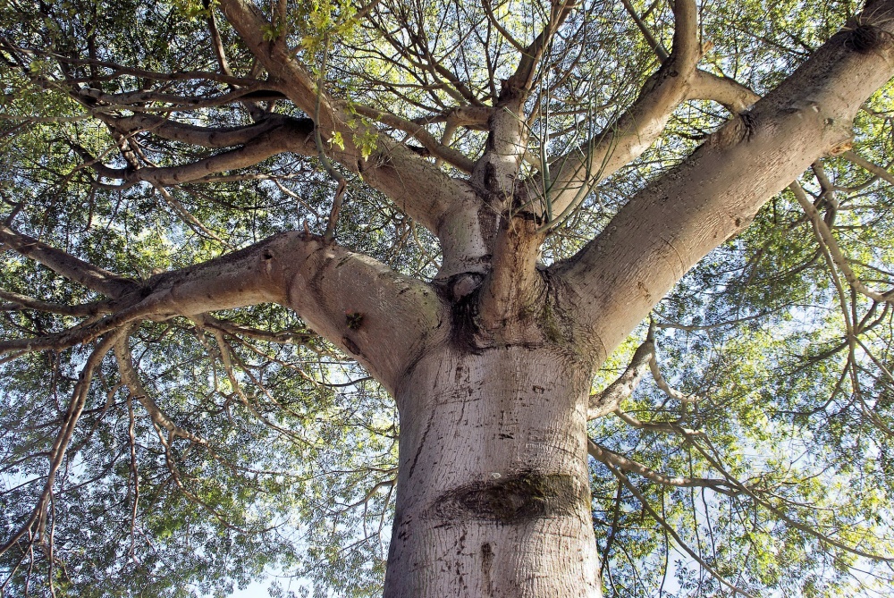 Kapok Silk Cotton Tree (ceiba pentandra) – Urban Tropicals