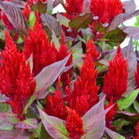 Celosia argentea