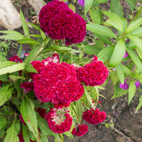 Celosia argentea