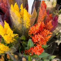 Celosia argentea