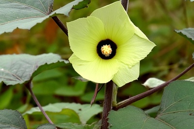 Abelmoschus moschatus