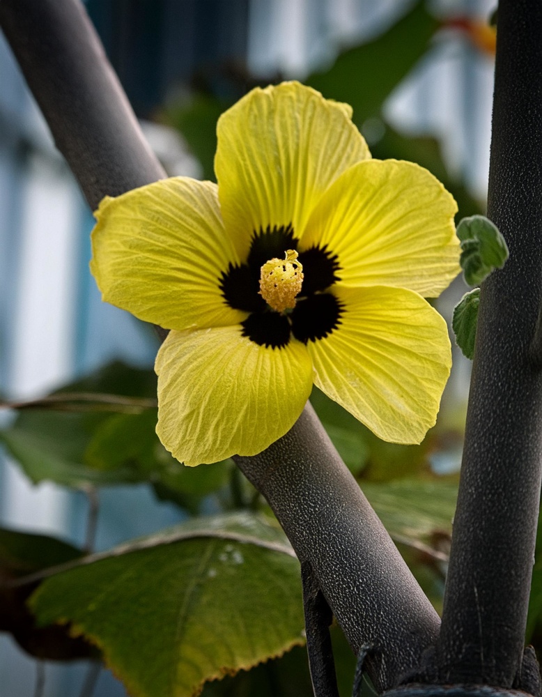 Abelmoschus moschatus / IPlantz