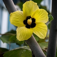 Abelmoschus moschatus