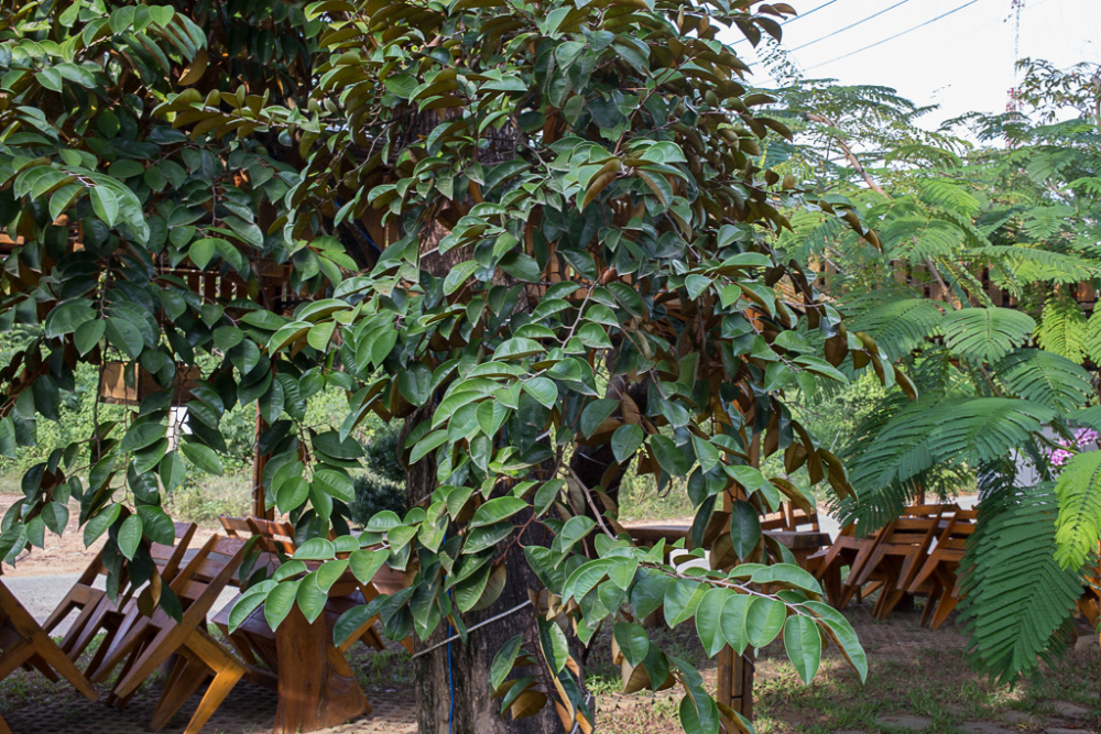 شجرة الفاكهة الجامايكية نجمة