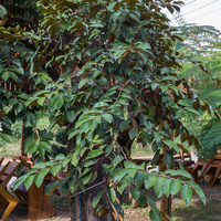 Chrysophyllum cainito