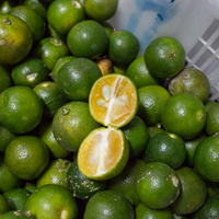 Calamansi