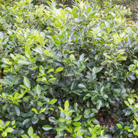Citrofortunella x microcarpa
