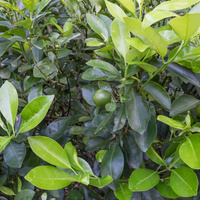 Citrofortunella x microcarpa