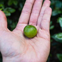 Citrofortunella x microcarpa