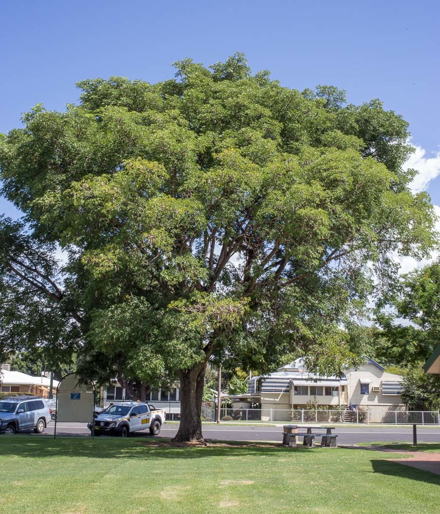 Albizia lebbeck / IPlantz