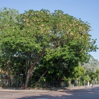 Albizia lebbeck