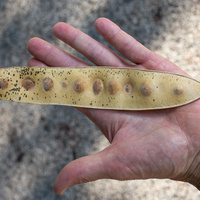 East Indian walnut