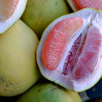 Citrus maxima