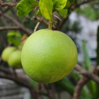 Citrus maxima