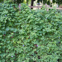 Clitoria ternatea