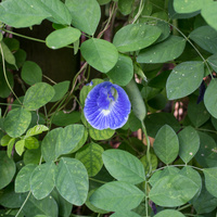 Butterfly pea