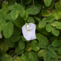 Clitoria ternatea