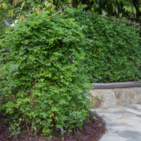 Clitoria ternatea