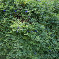 Clitoria ternatea