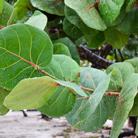 Coccoloba uvifera